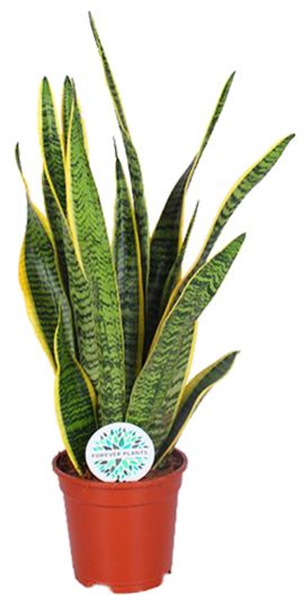 Sansevieria Trifasciata Laurentii (Vrouwentong) - Ø17cm - 60cm
