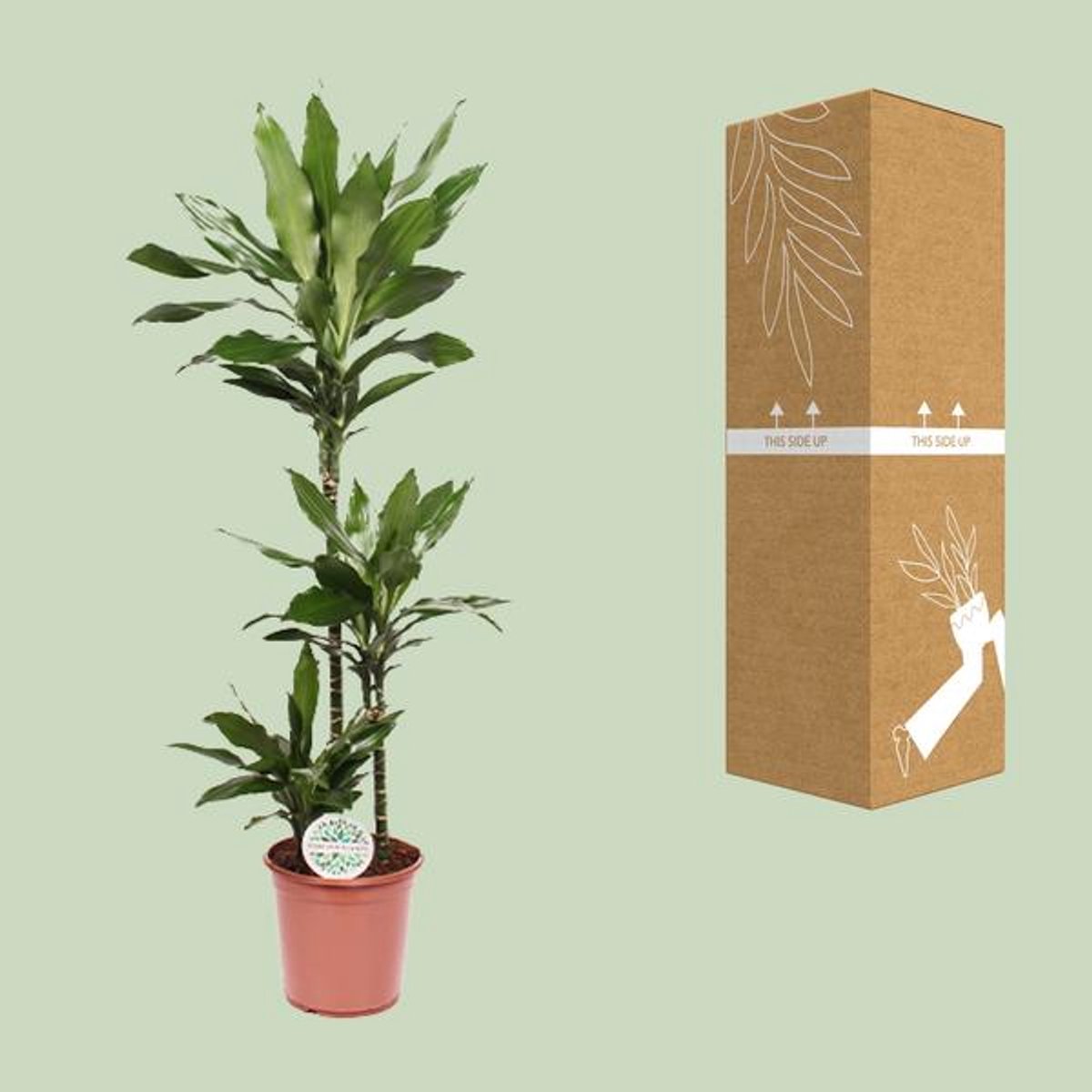 Dracaena Janet Lind - Ø24cm - 130cm