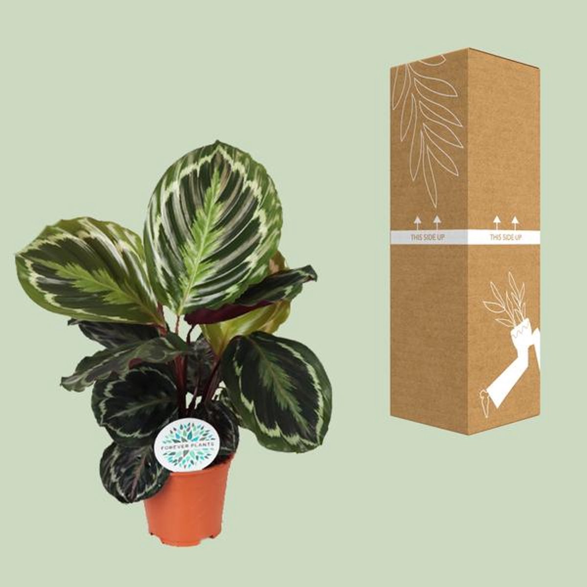 Calathea Medallion - Ø14cm - 45cm