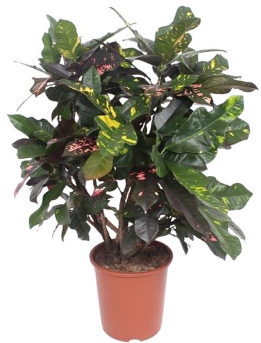 Codiaeum Magnificent (Croton Magnificent) - Ø27cm - 110cm