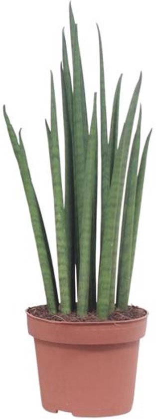 Sansevieria Mikado - Ø12cm - 40cm