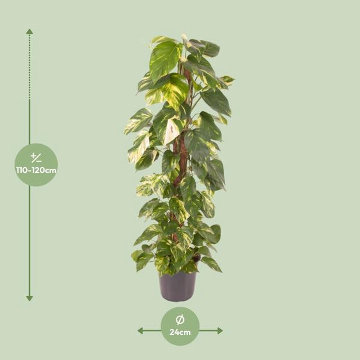 Epipremnum Pinnatum - Ø24cm - 120cm