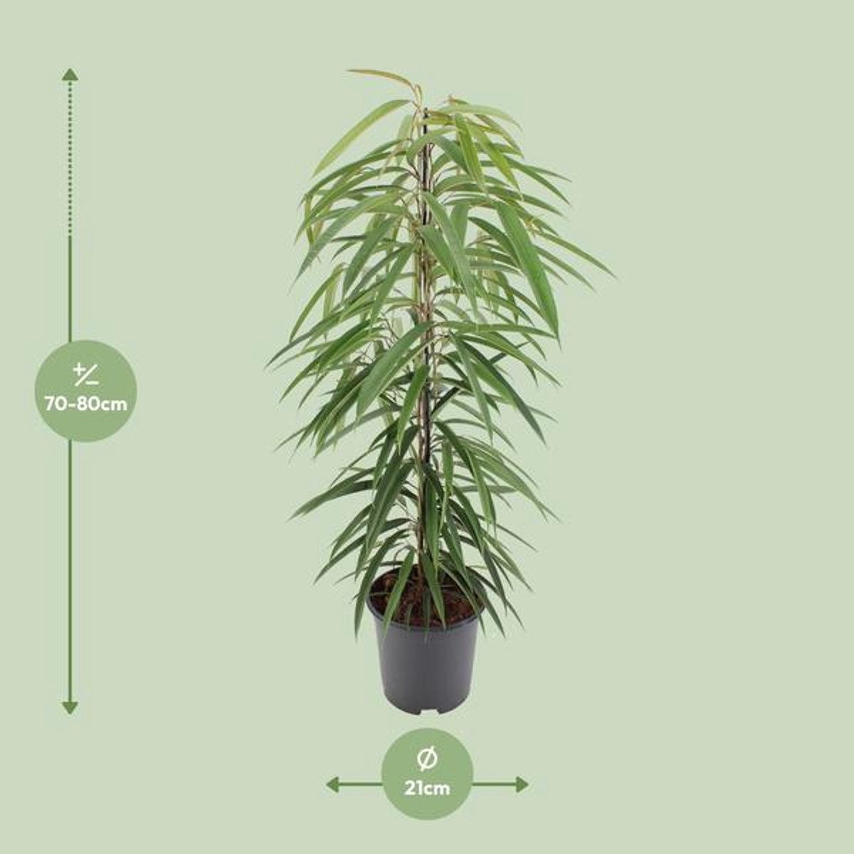Ficus Binnendijkii Alii - Ø21cm - 80cm