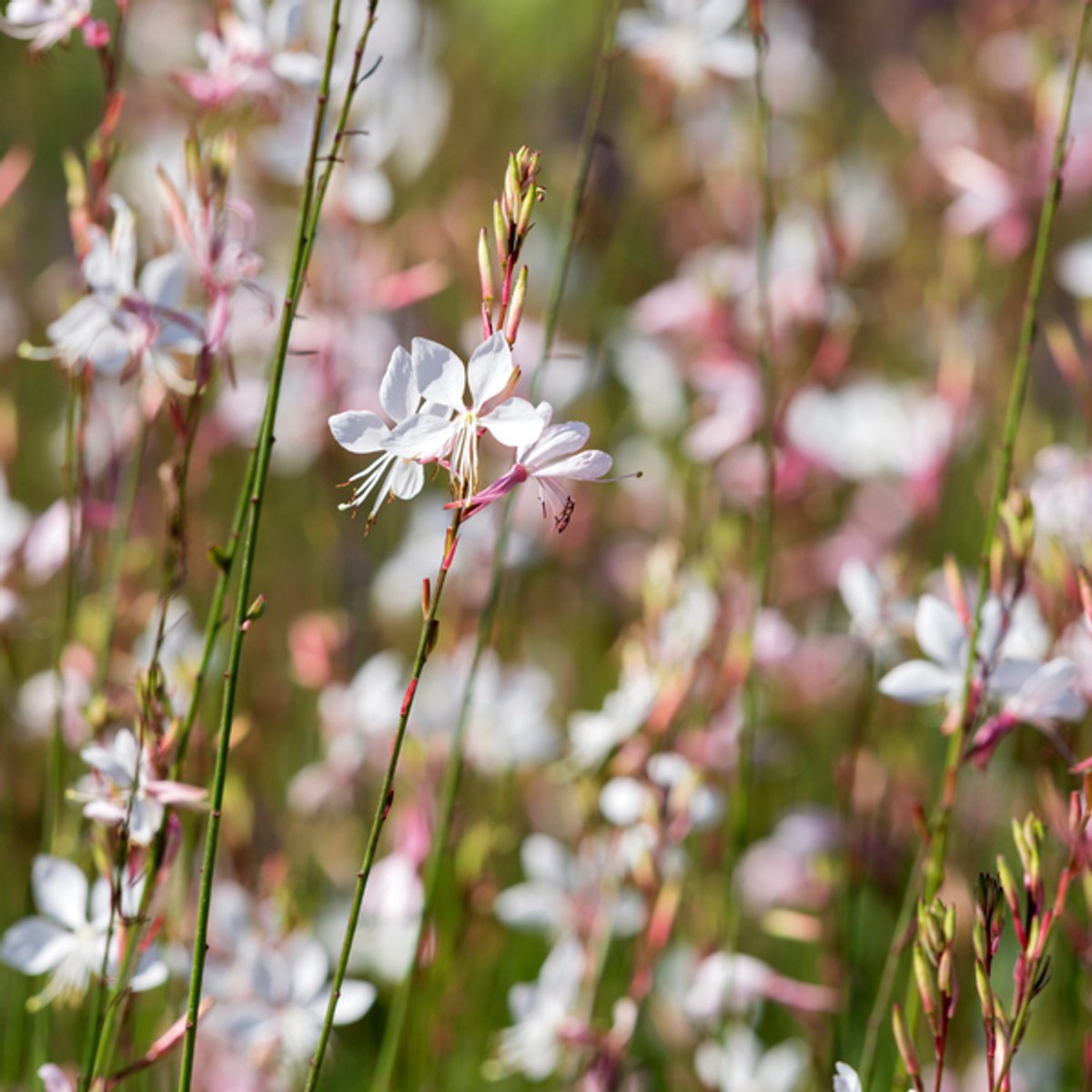 60x Gaura l. 'Whirling Butterflies' - 10-25cm - Ø9cm