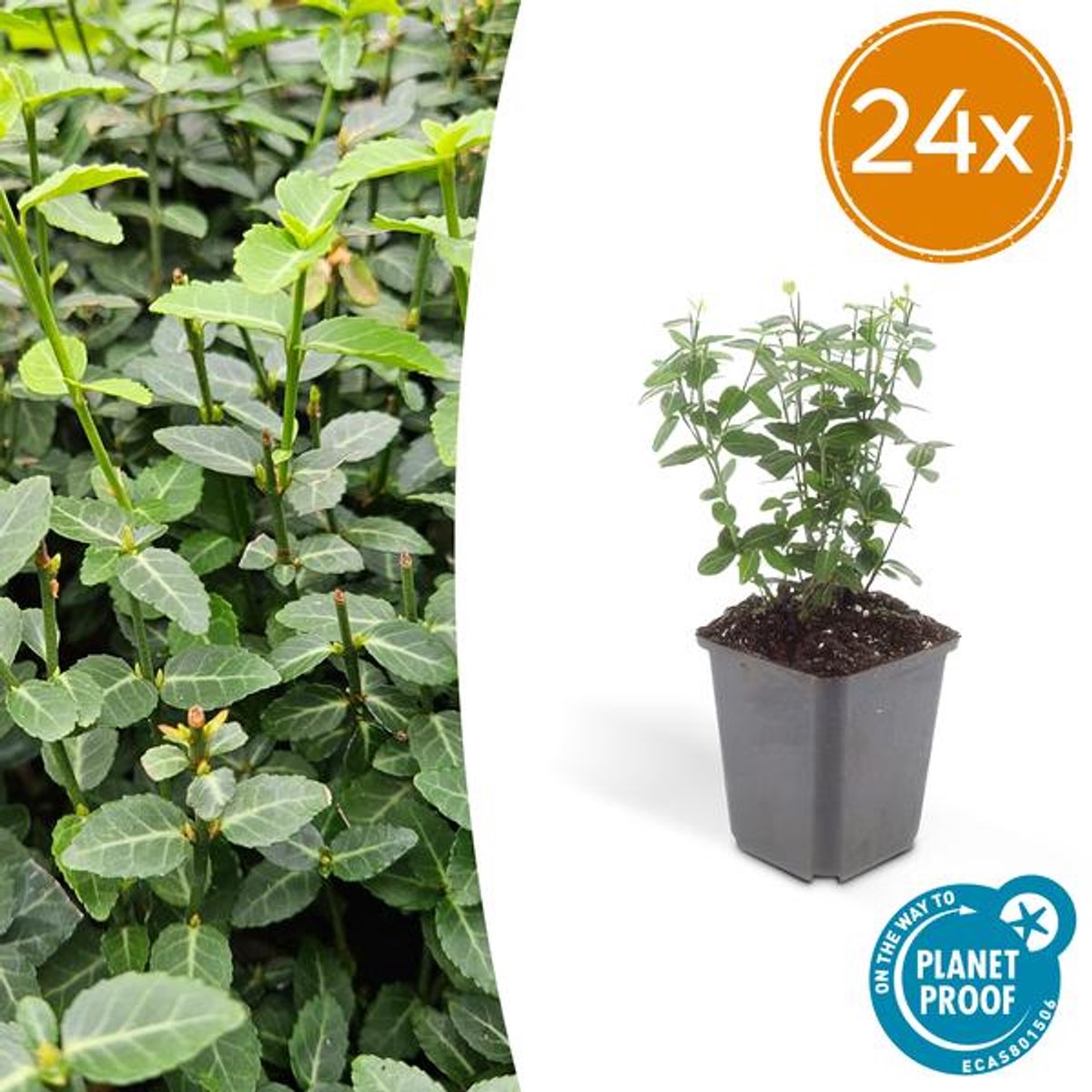 24x Euonymus fortunei radicans - 10-25cm - Ø9cm