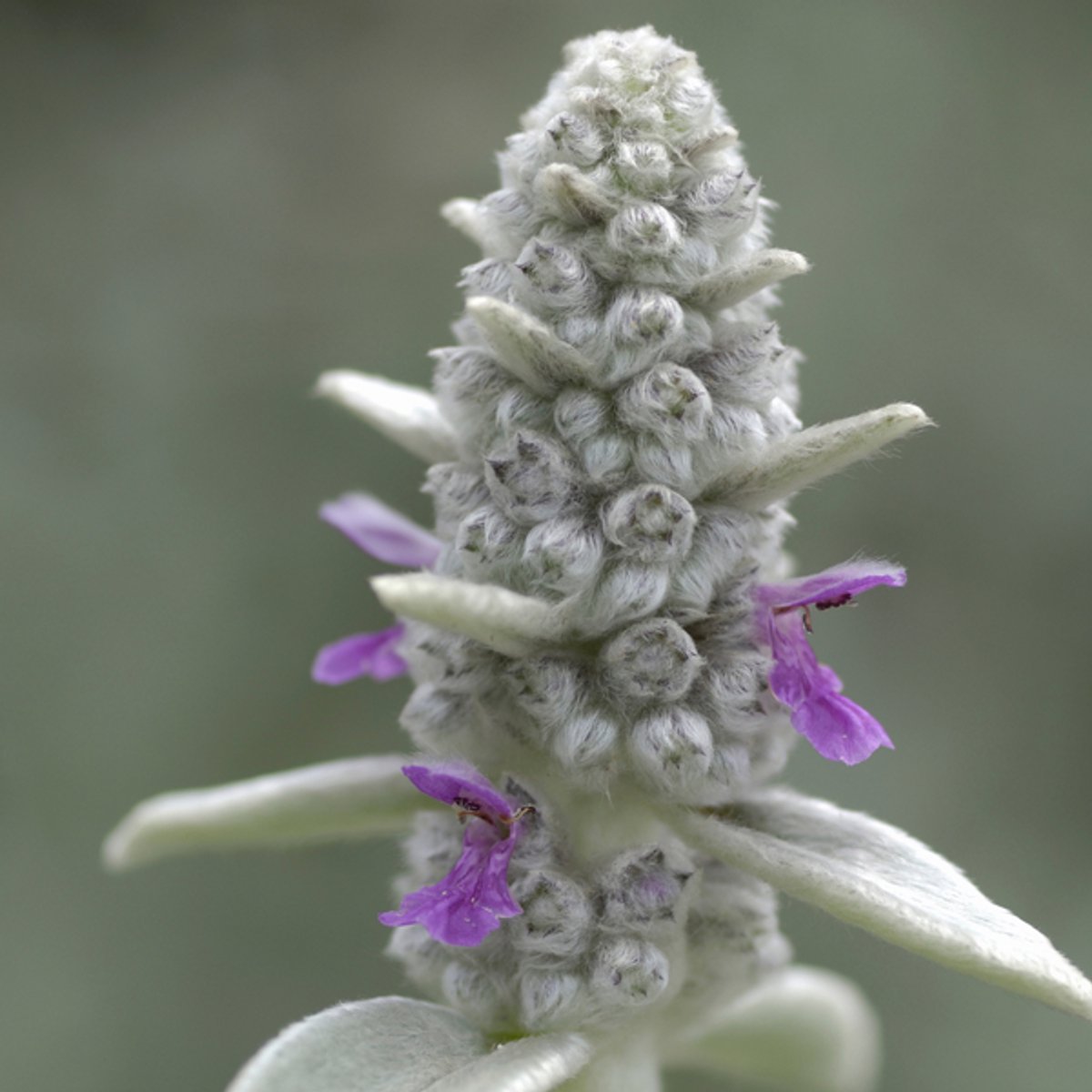 60x Stachys byzantina - 10-25cm - Ø9cm