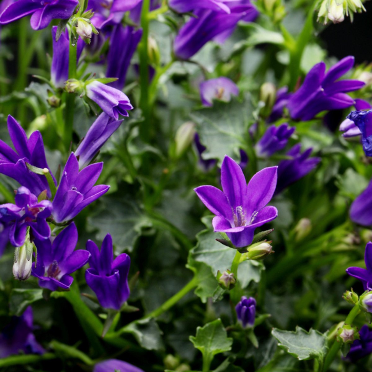 60x Campanula pers. 'Coerulea' - 10-25cm - Ø9cm