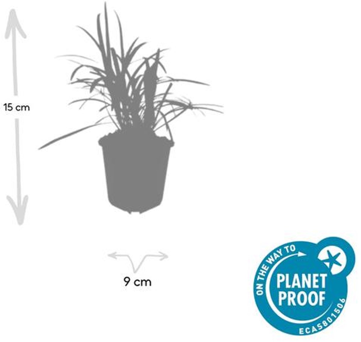 48x Liriope muscari 'Monroe White' - 10-25cm - Ø9cm