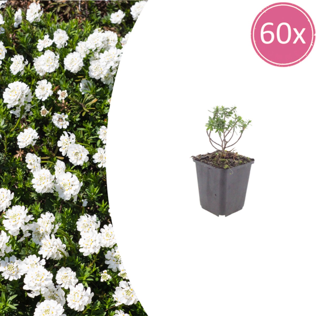 60x Iberis semp. 'Schneeflocke' - 10-25cm - Ø9cm