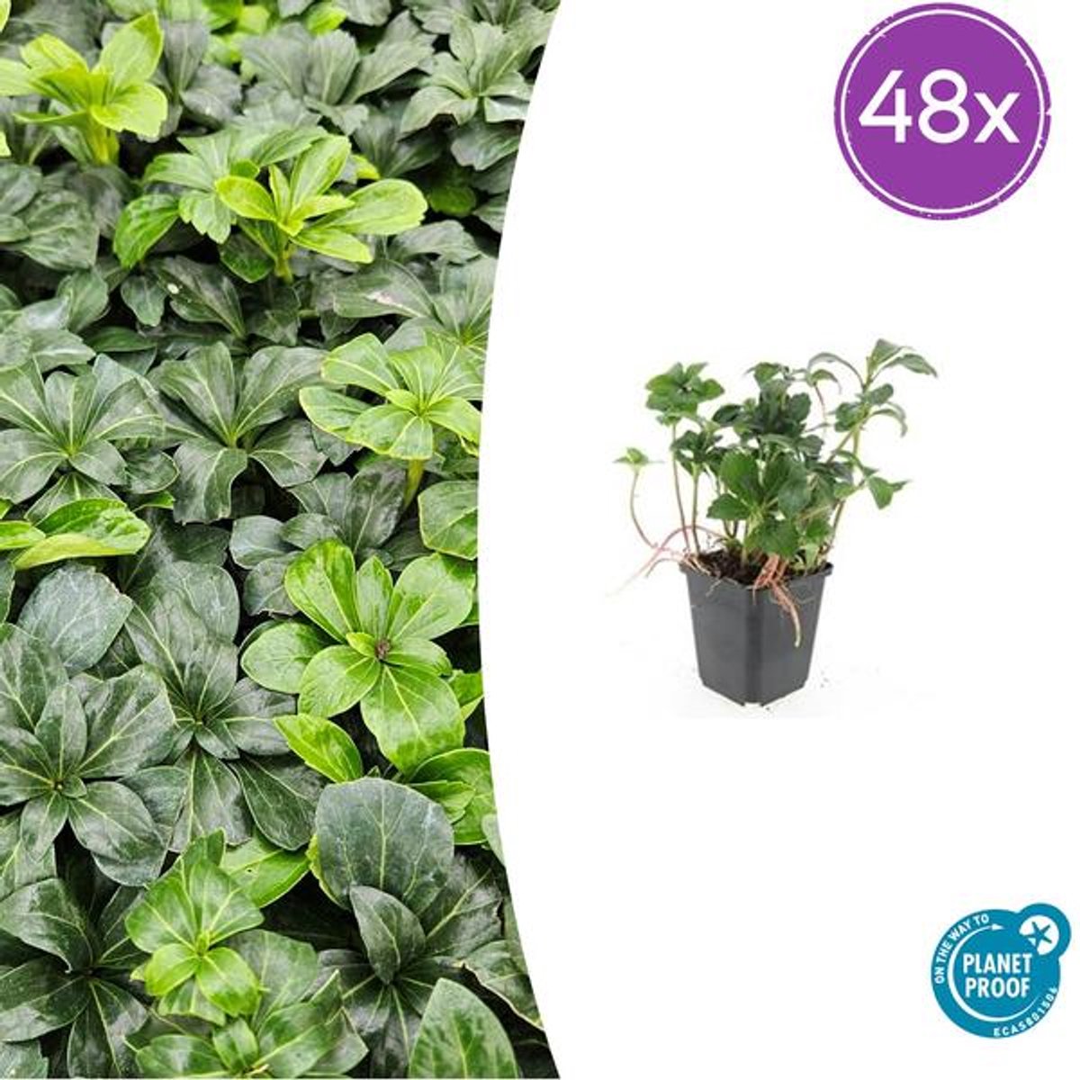 48x Pachysandra term. 'Green Sheen' - 10-25cm - Ø9cm