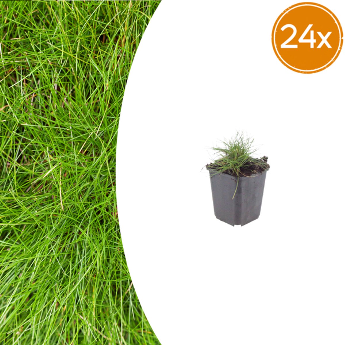 24x Festuca gautieri - 10-25cm - Ø9cm
