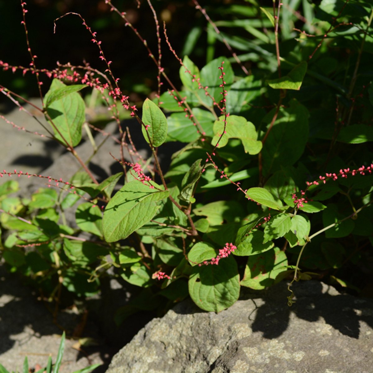 48x Persicaria a. 'Speciosa' - 10-25cm - Ø9cm