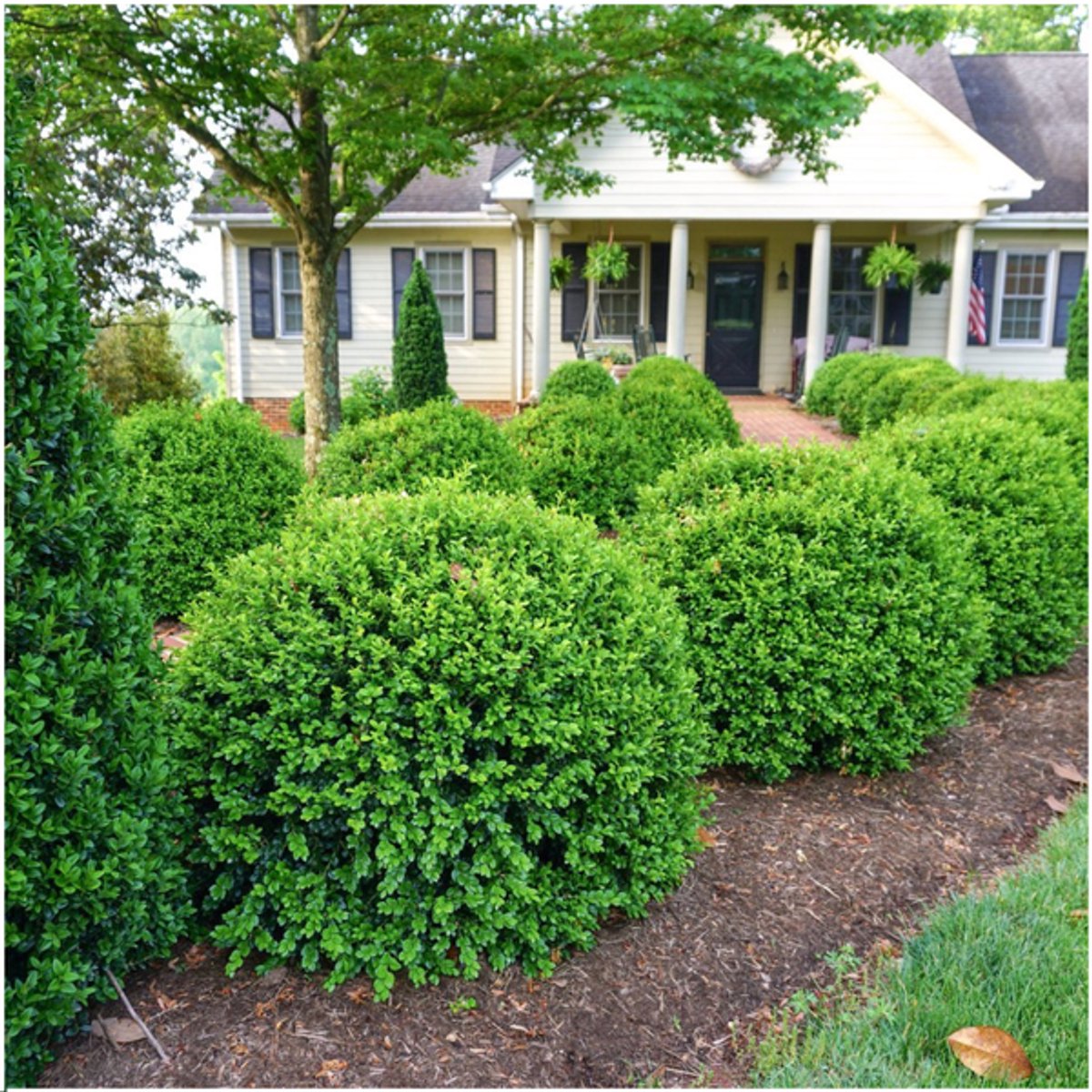 2 x 6-Pack Buxus NewGen Freedom – Winterharde Groenblijvende Struiken 12 x Ø7 cm - 15 cm | Compacte Buxus