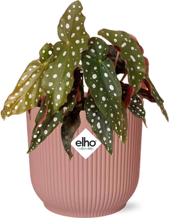 Begonia Maculata + ELHO Vibes Fold 14cm roze