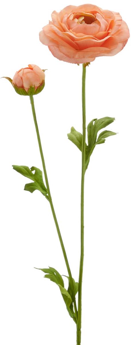 Gasper Ranonkel zalmoranje Ø 8.5 cm 63 cm