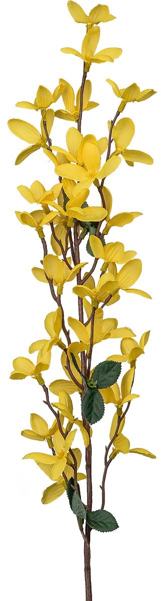 Gasper Forsythia geel grootbloemig 67 cm