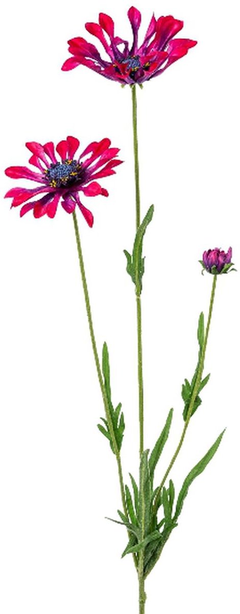 Gasper Kaapse Margrieten Roze-Bordeaux lepelbladig 66 cm