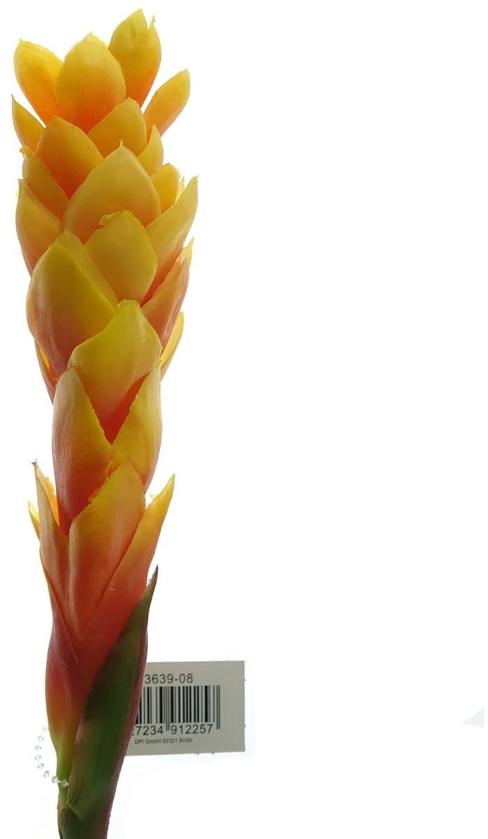 DPI gemberbloem oranje en rood 80 cm - kunstbloem