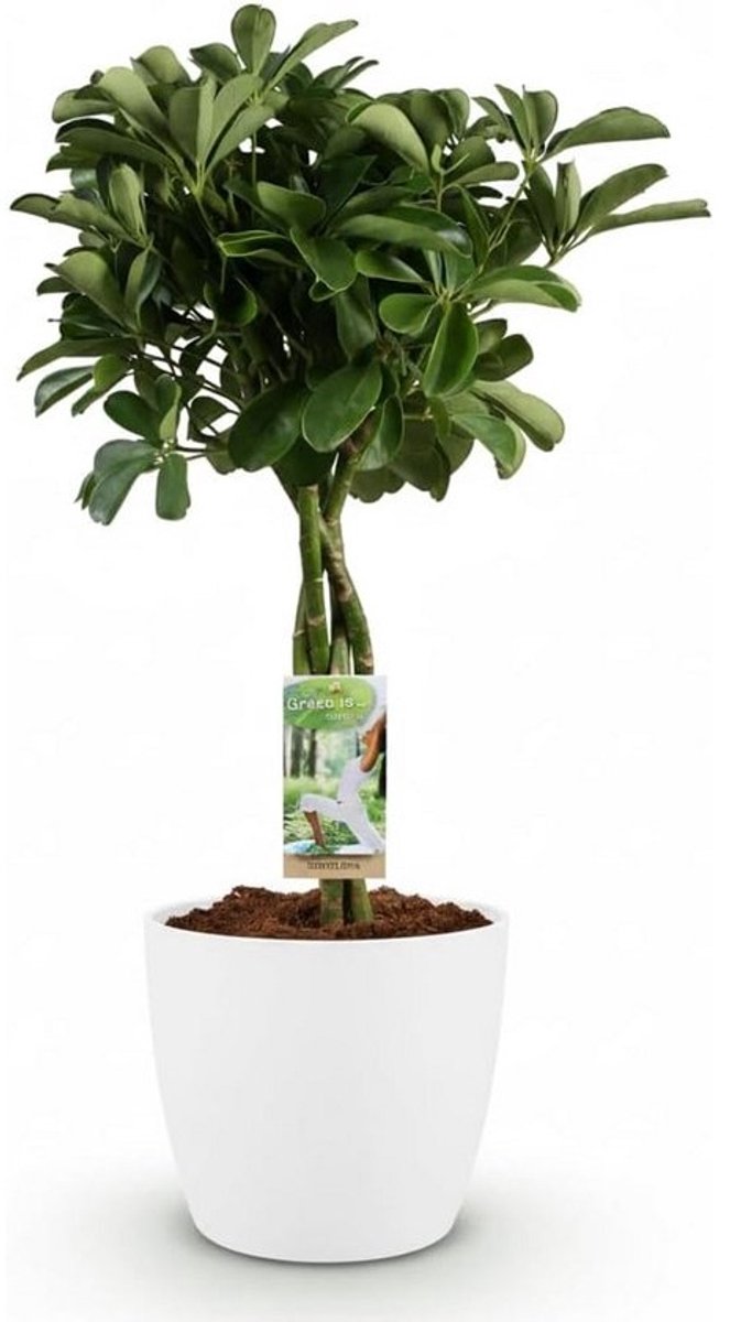 Grote Vingerplant (Schefflera) Groen in Witte Sierpot - Weinig Onderhoud