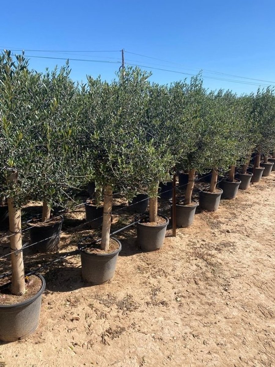 Dailygoods- Olijfboom 190 centimeter - A+ Kwaliteit - Winterhard tot -18 - Olea Europea Lechín - Sierboom - Weerstand tegen vorst en droogte - Olijfplant