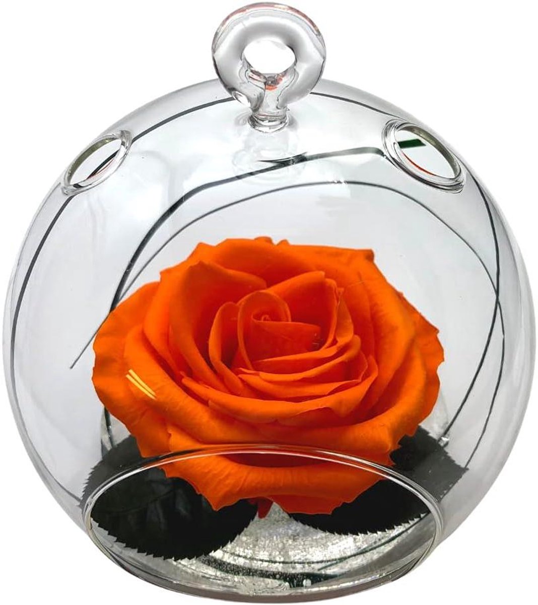 Eeuwige Roos - Gestabiliseerde Bloem - Interieur Decoratie - Gepatenteerd Stabilisatieproces - N.v.t. - Roze Oranje