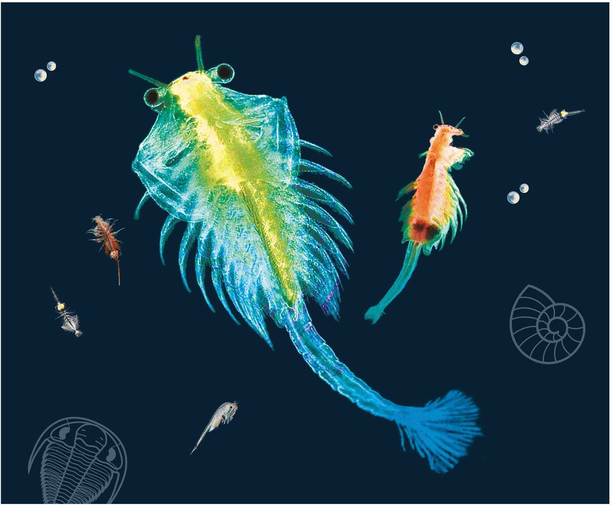 KOSMOS Sea Dogs - Experimenteerset - Kweek Je Eigen Pekelkreeftjes - Ontdek Artemia Uit de Tijd van de Dinosauriërs - Inclusief Vergrootglas - STEM Speelgoed - Vanaf 8 Jaar — afbeelding 4
