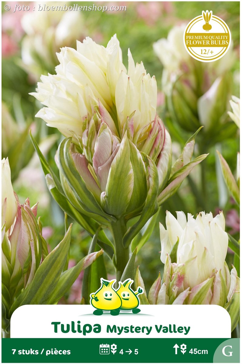 25 bollen Dubbele Tulpen Mystery Valley maat 12/+