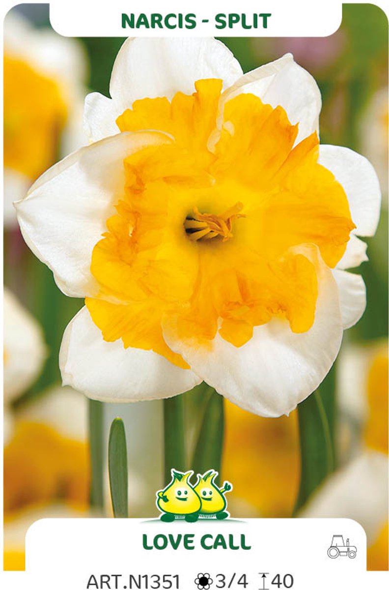 15 Bollen Narcis Split Love Call maat 12/14