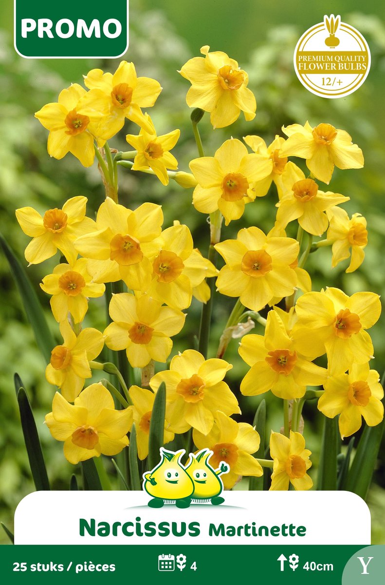 1 Zakje Promoverpakking Narcis Martinette 25 stuks maat 12/+