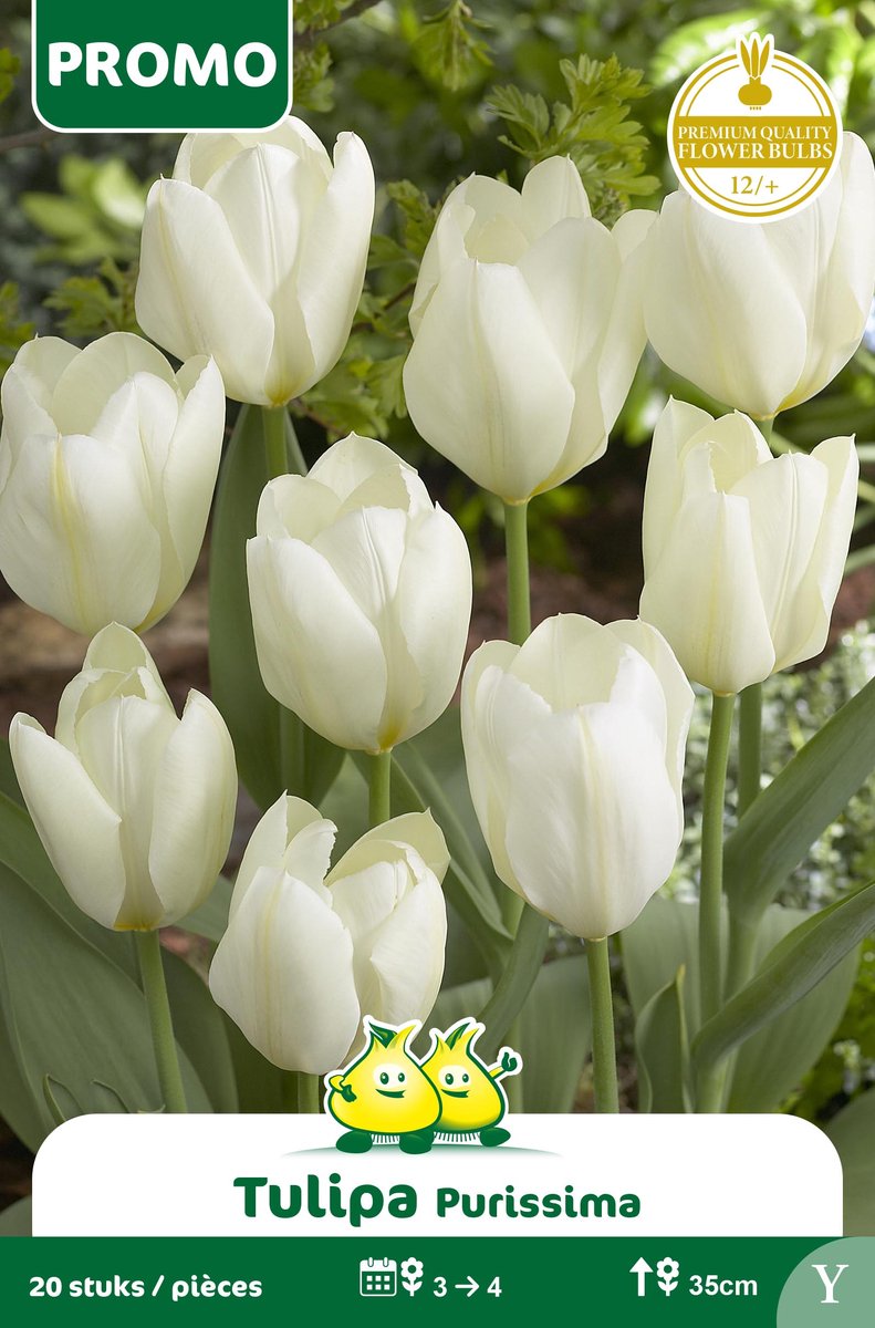 1 Zakje Promoverpakking Fosteriana Tulpen Purissima 20 stuks maat 12/+