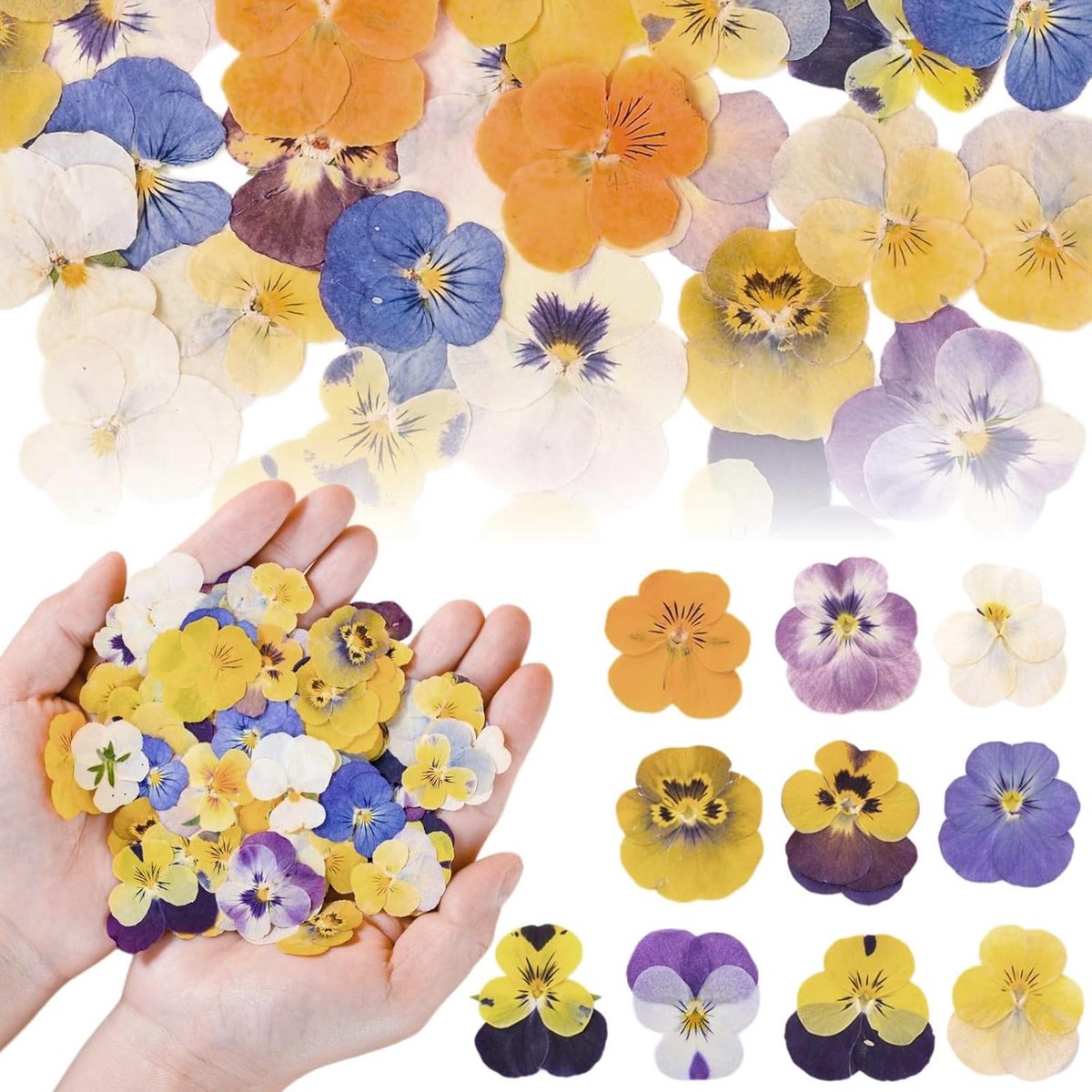 SnelShoppen - Dried Flowers Set - 50 Stuks Natuurlijke Gedroogde Bloemen voor DIY, Versiering, Resincrafts - 10 Soorten, Kleurrijke Mix voor Cupcakes,