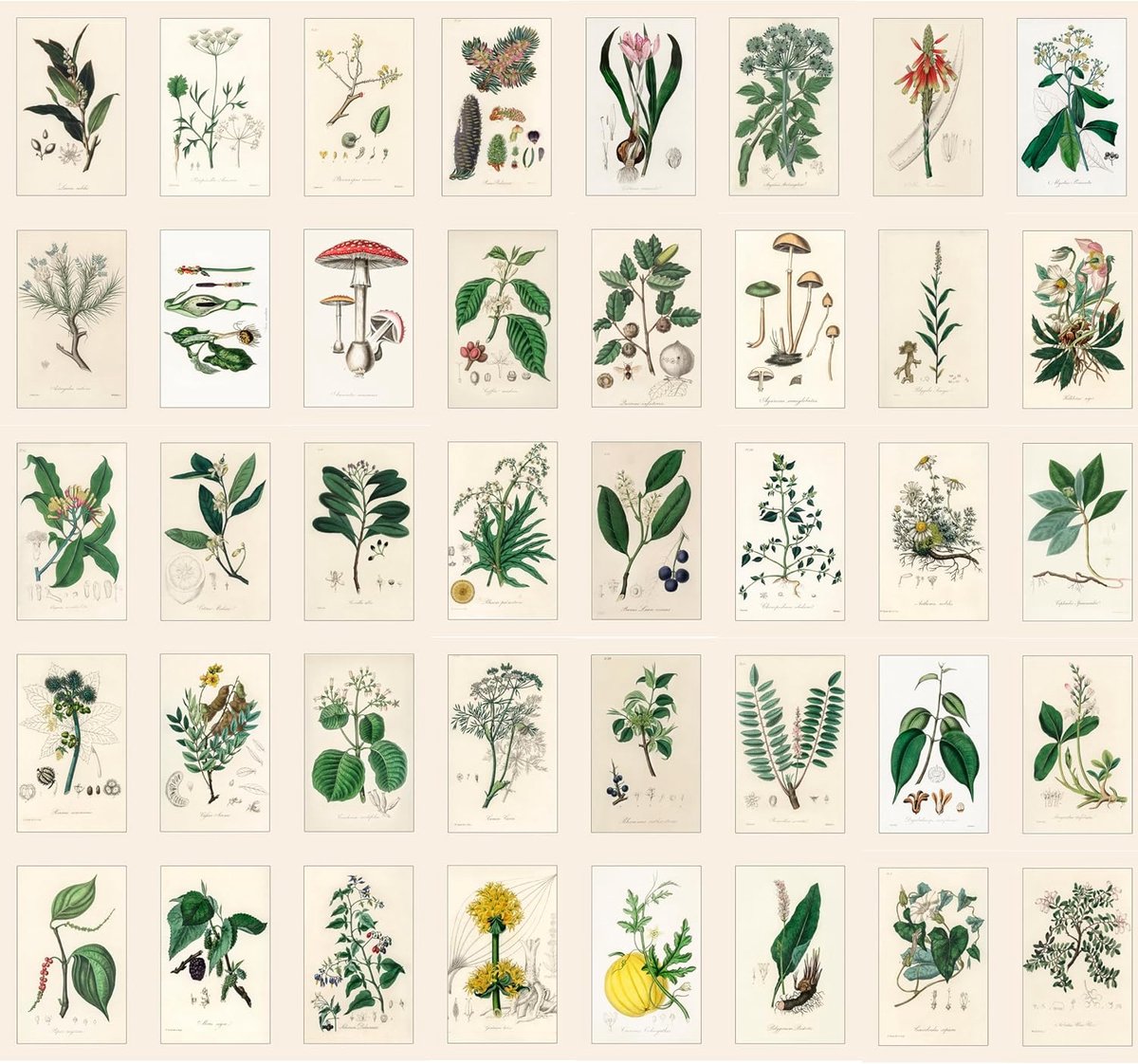 SnelShoppen - 40 Vintage Postkaarten met Oude Foto's en Tekening van Geneeskrachtige Planten - Digitale Reproducties van Museumkaarten - Unieke Decora