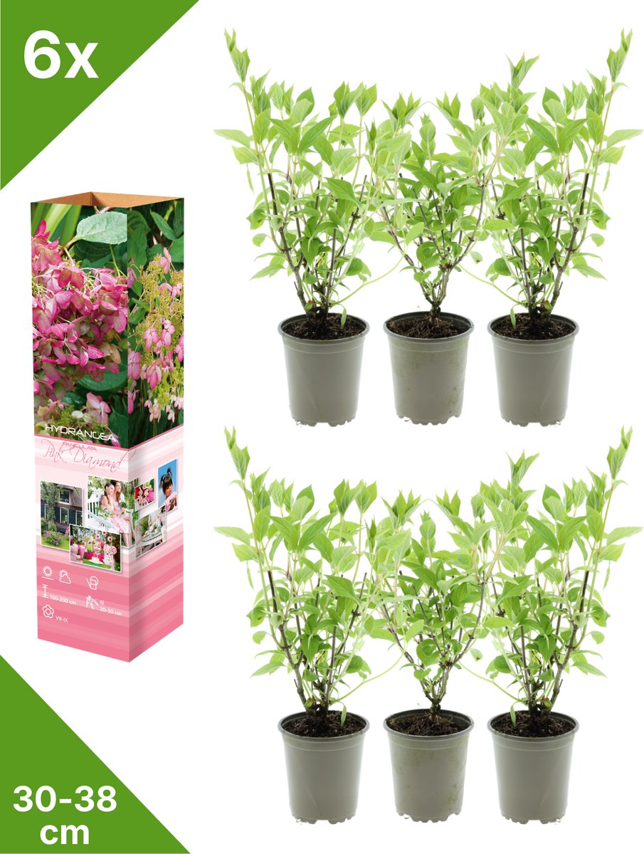 GARDENZO - 6x Hydrangea pan. 'Pink Diamond' (Pluimhortensia) - in P9 Pot