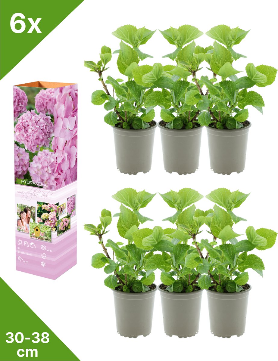 GARDENZO - 6x Hydrangea macrophylla 'Roze' (Hortensia) - in P9 Pot