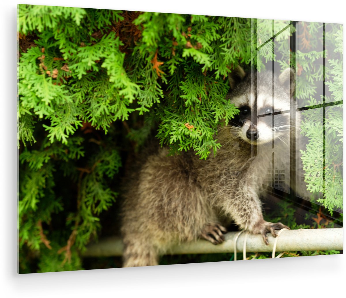 ® Glasschilderij 90x60 cm - Schilderij acrylglas - Wasbeer - Baby - Plant - Foto op glas - Muurdecoratie woonkamer - Wanddecoratie slaapkamer - Schilderijen