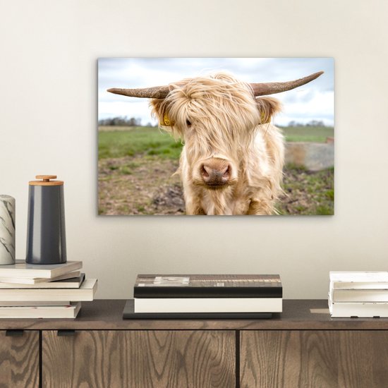 Highlander écossais de couleur Wit dans le pré Aluminium 30x20 cm - petit - Tirage photo sur aluminium (décoration murale métal)