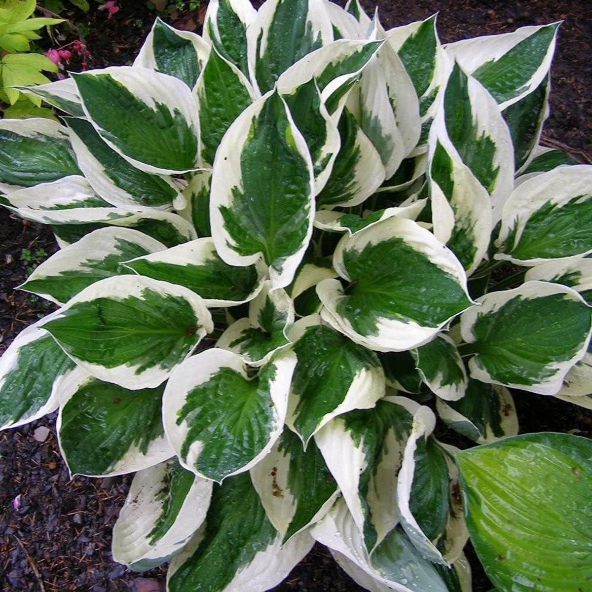 Hostaplant - Zeldzame soort - Tuin Decoratie - Winterhard - 1 Bol - Groen