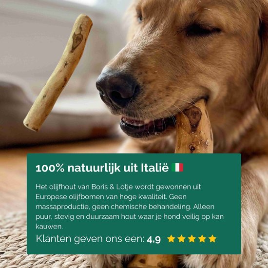 Een hond met een olijfhouten kauwstaaf in zijn bek. De staaf is lichtbruin met donkere knoesten.