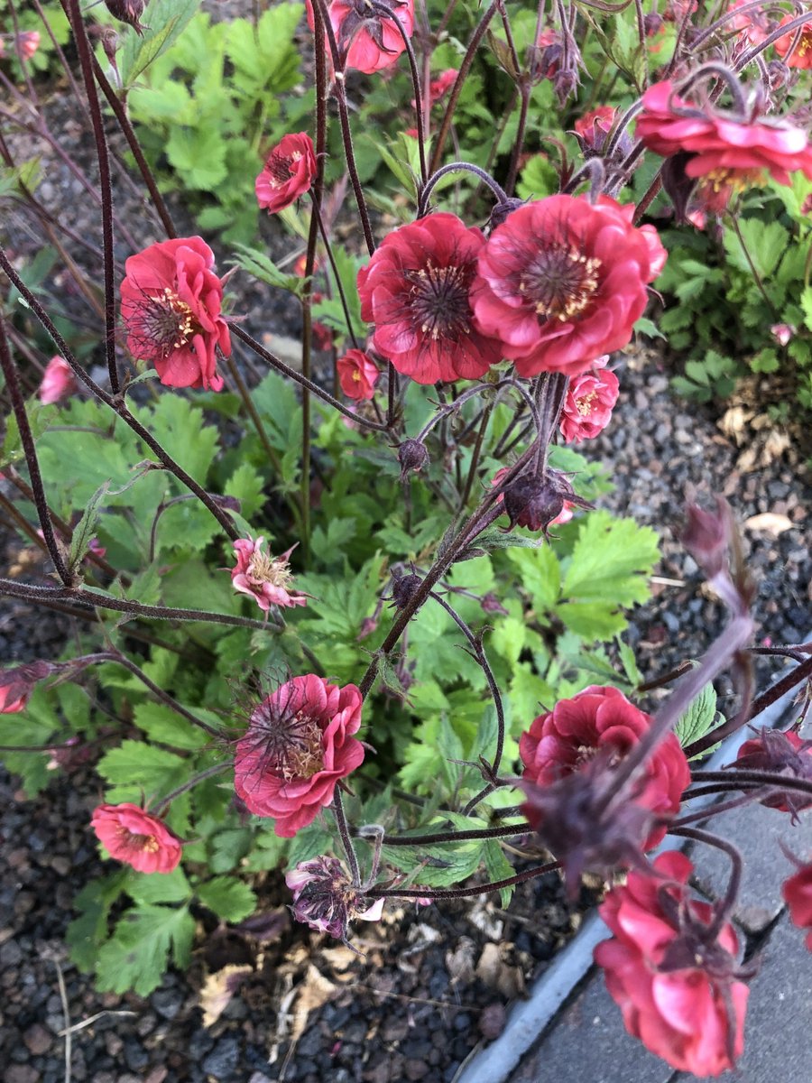 6x Nagelkruid - Geum riv. 'Flames of Passion'® | 9x9 cm pot