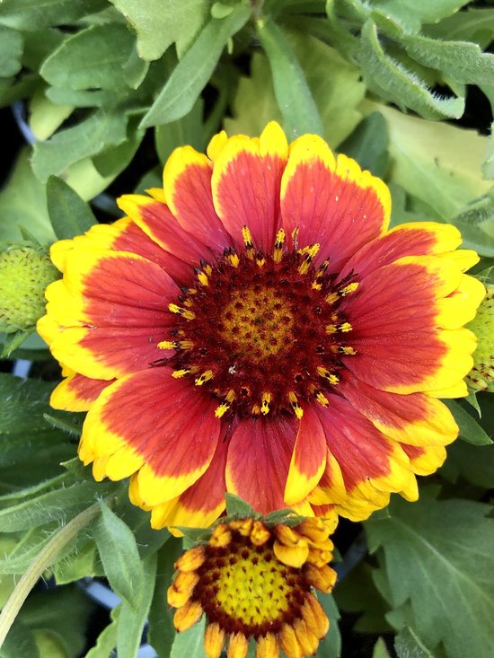 6x Kokardebloem - Gaillardia aristata 'Arizona Sun' | 9x9 cm pot
