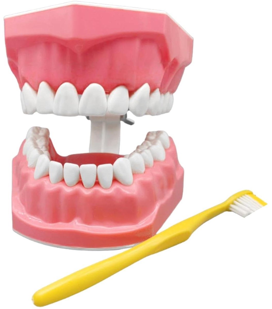 Mondmodel Leerhulpmiddel - Tanden oefenmodel - Mondhygiëne Leren - Realistisch Gebit - 97 x 61 cm - Wit