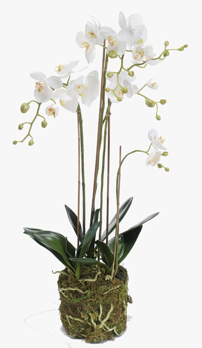 Kunstorchidee Quartet - Zijden Bloemen - Decoratie Huis - Gevestigd in Mos - 80 cm - Wit