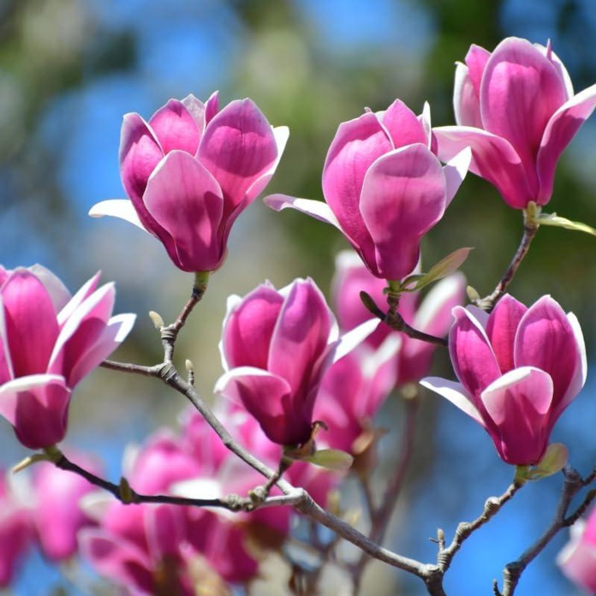 Paarse boom - Vejstruik Bloeiend - Tuin Kleur - Bladverliezend - 40-60 cm - Roos