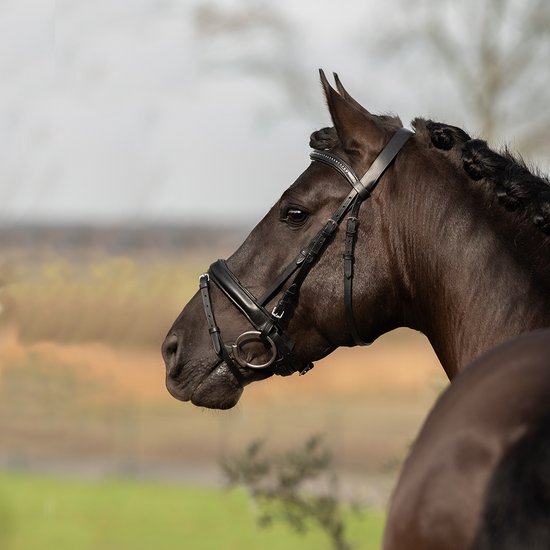 Zwart, met strass versierd hoofdstel op een donkerbruin paard, zijaanzicht.