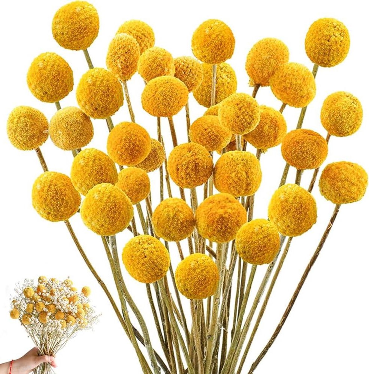 Gedroogde Billy Ballen - Craspedia Bloemstukken - Bloemstukken Maken - Natuurlijke Gouden Ballen - 50 stuks - Geel