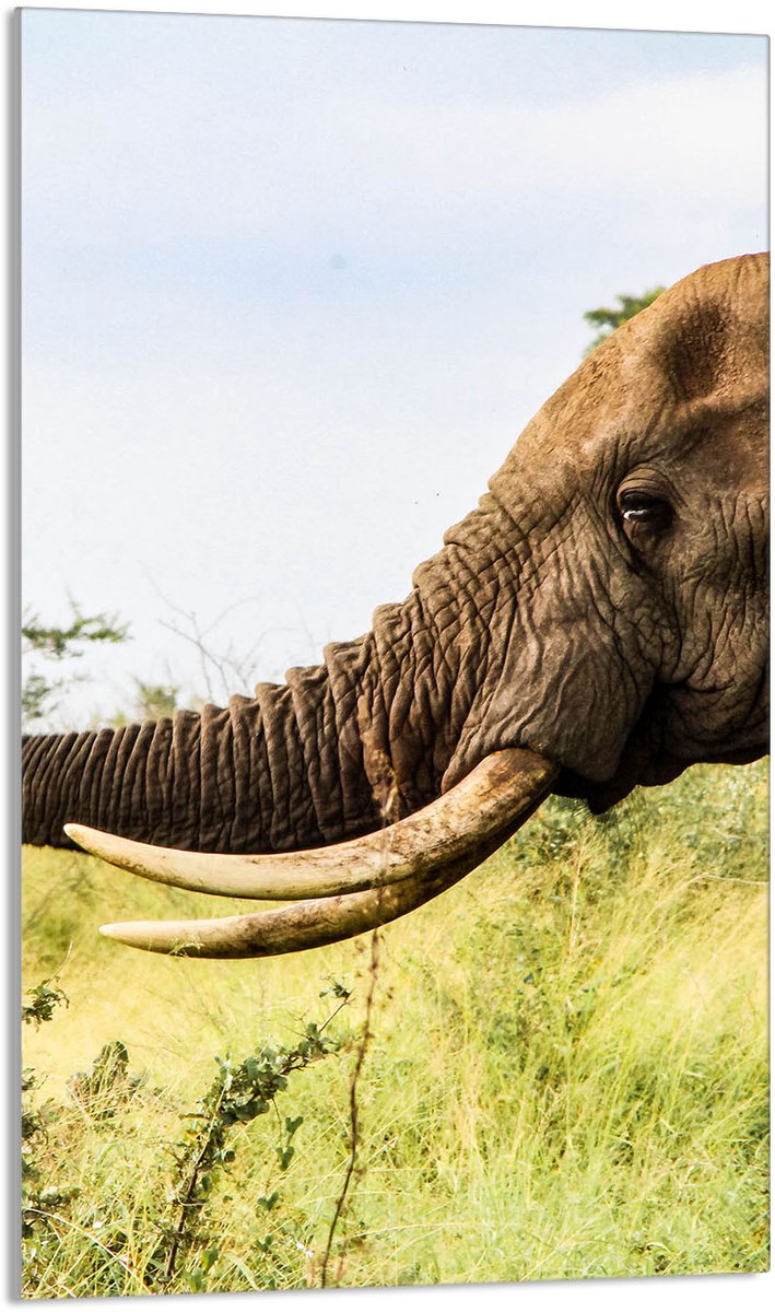 TMK ArtDeko - Snijplank - 30x52 cm - Afbeelding van Olifant - Glas - Anti-slip