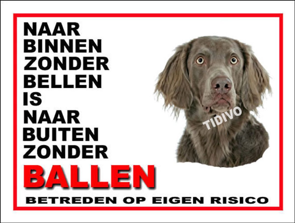 Weimaraner, langhaar 11