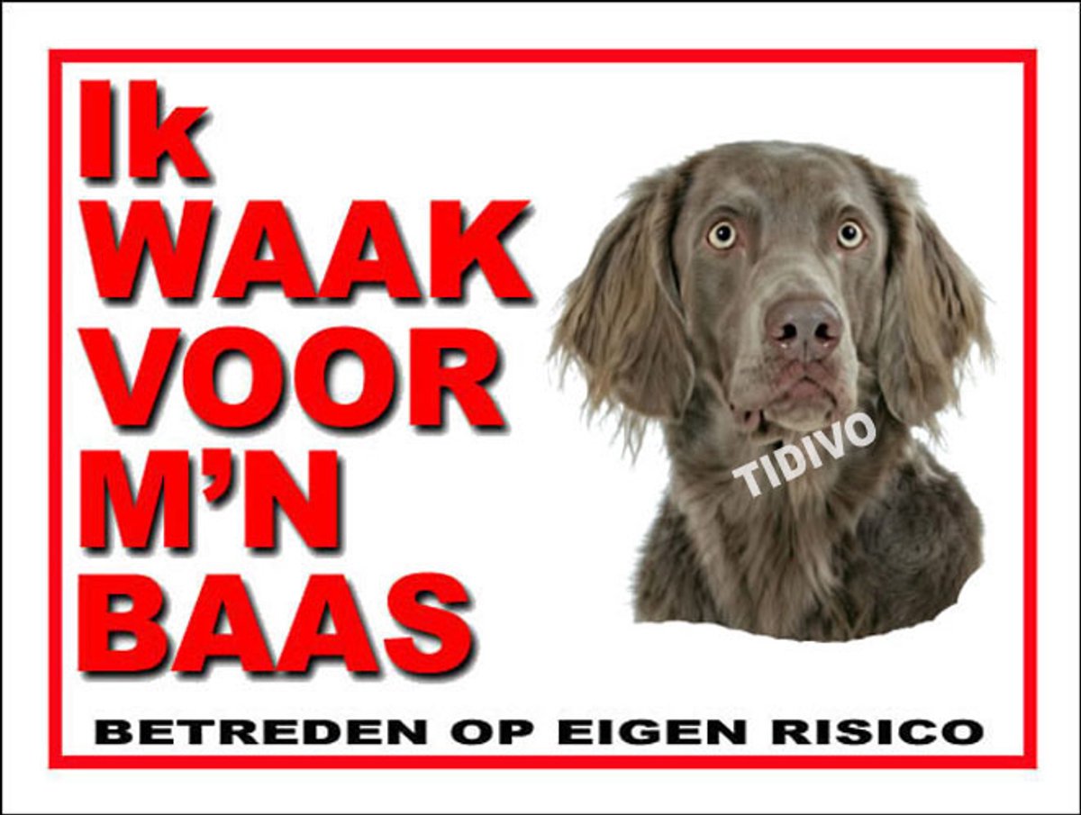 Weimaraner, langhaar 9