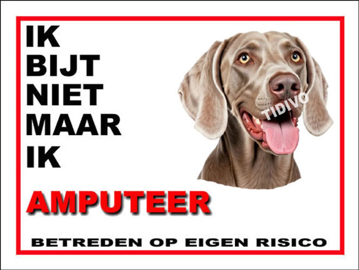 Weimaraner, korthaar 5