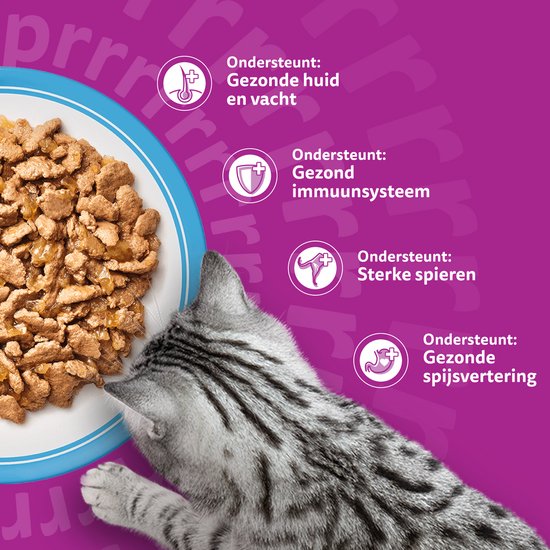Zilveren kat met gele ogen kijkt naar bakje met natvoer. Iconen voor gezonde huid, immuunsysteem, spieren en spijsvertering.